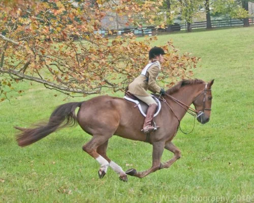 Horse and rider moving across an autumn field