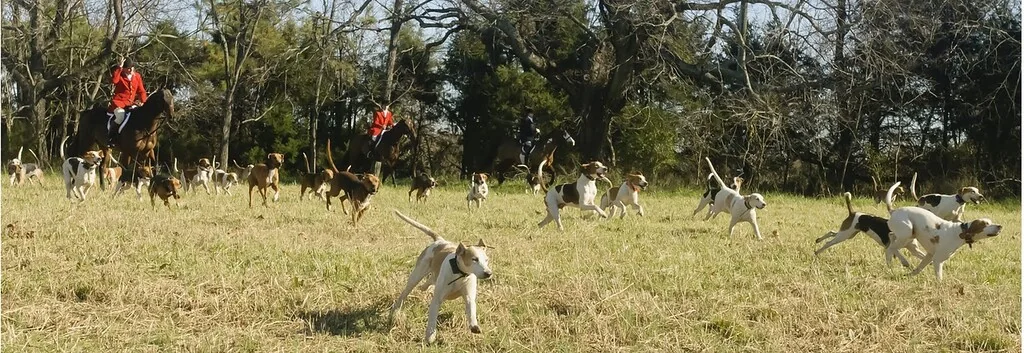 Hounds moving through a sunlit field during a fox hunt
